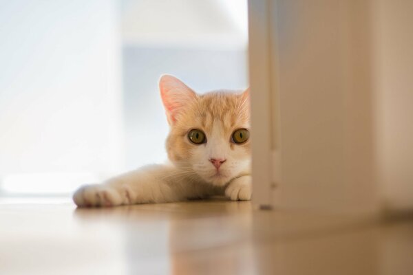 Un chat blanc et roux est allongé sur le sol et regarde par-dessus le coin