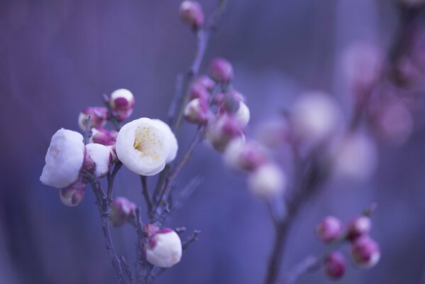 Schöne weiße Blüten mit rosa Blütenblättern