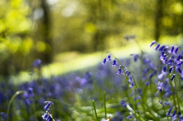 Radura della foresta con campane di fiori blu e lilla