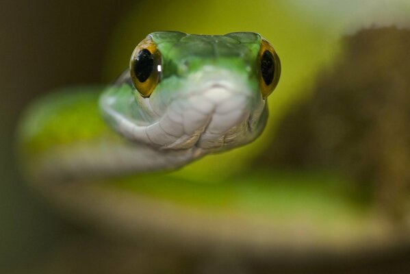 Serpiente verde con ojos amarillos macro tiro