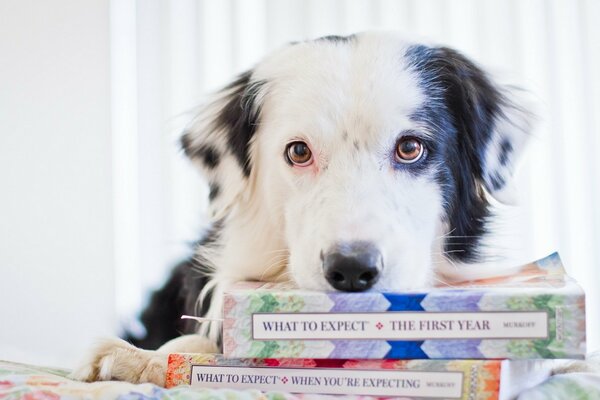 A beautiful dog put his head on a stack of books