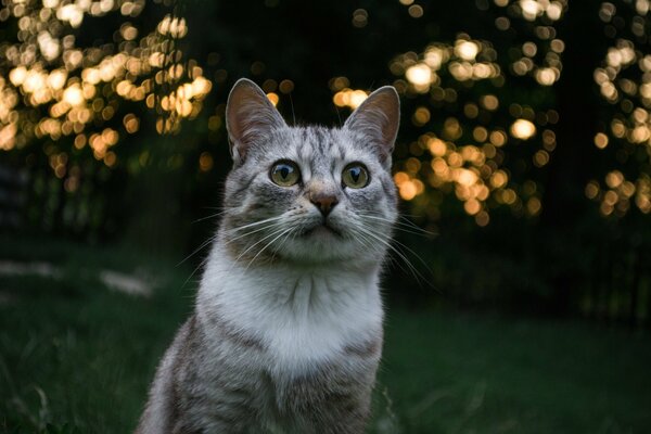 A cat on the background of the setting sun shining through the foliage of trees