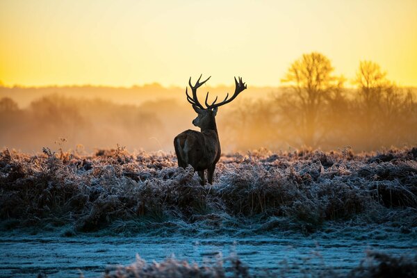 Ciervos en la naturaleza al amanecer