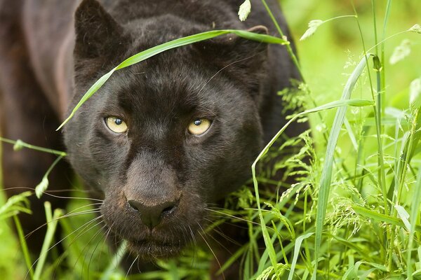 Panthère noire cachée dans l herbe verte