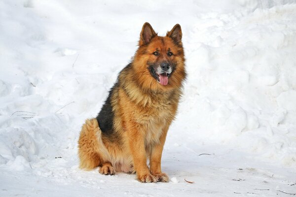 Ein furchtbarer deutscher Schäferhund inmitten verschneiter Schneewehen