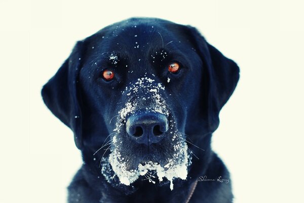 The muzzle of a black dog after eating snow