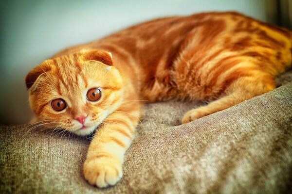 A red-haired lop-eared cat with fiery red eyes