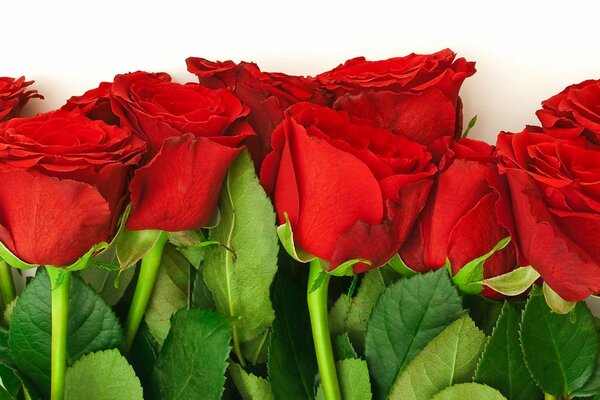 Bouquet di rose rosse