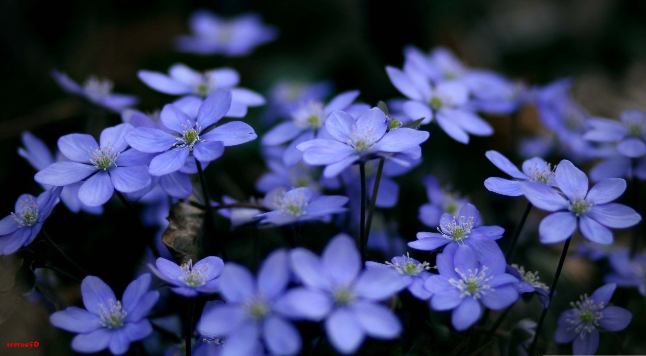 flores azul