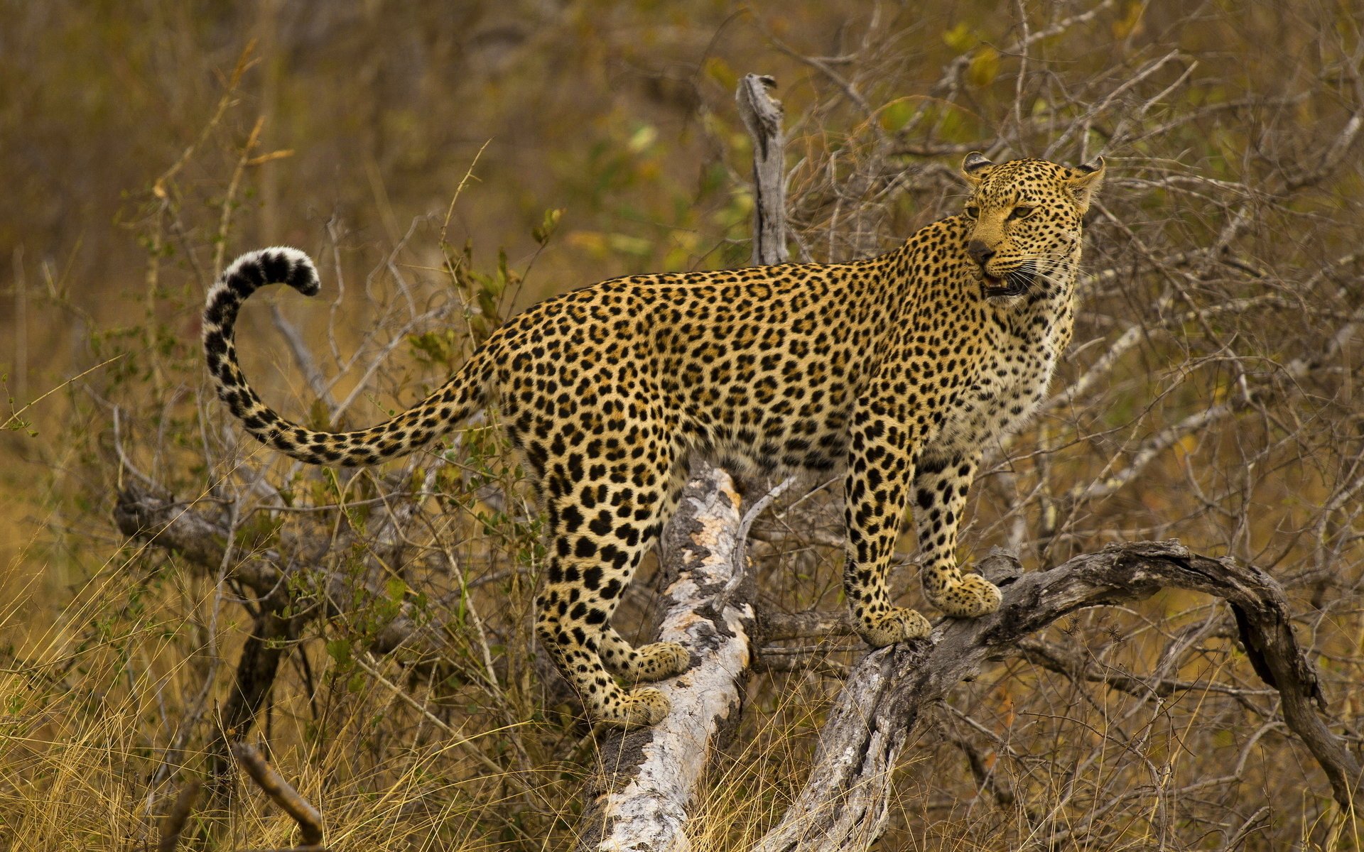 chat tacheté léopard debout arbre à la recherche