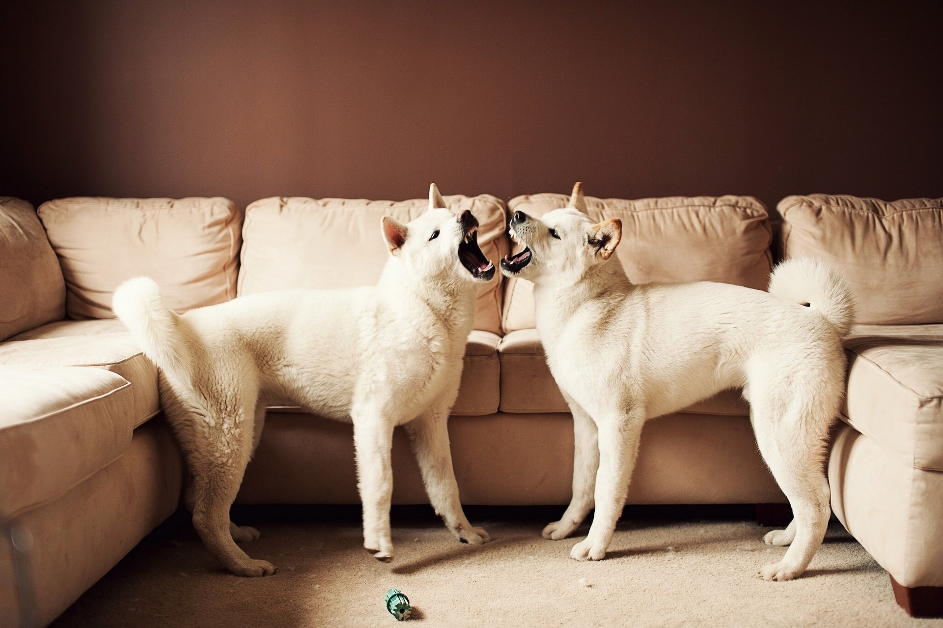 akita americano perro japonés grande sofá