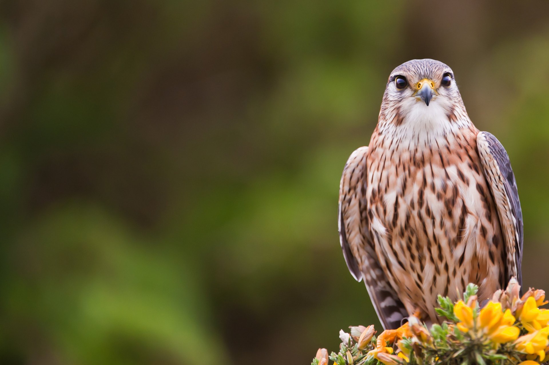 vogel merlin kräht vogel blick