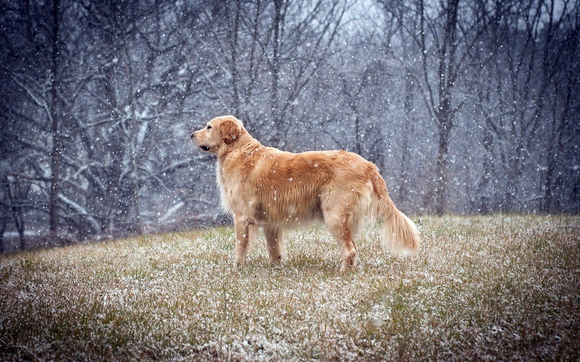 chien hiver champ