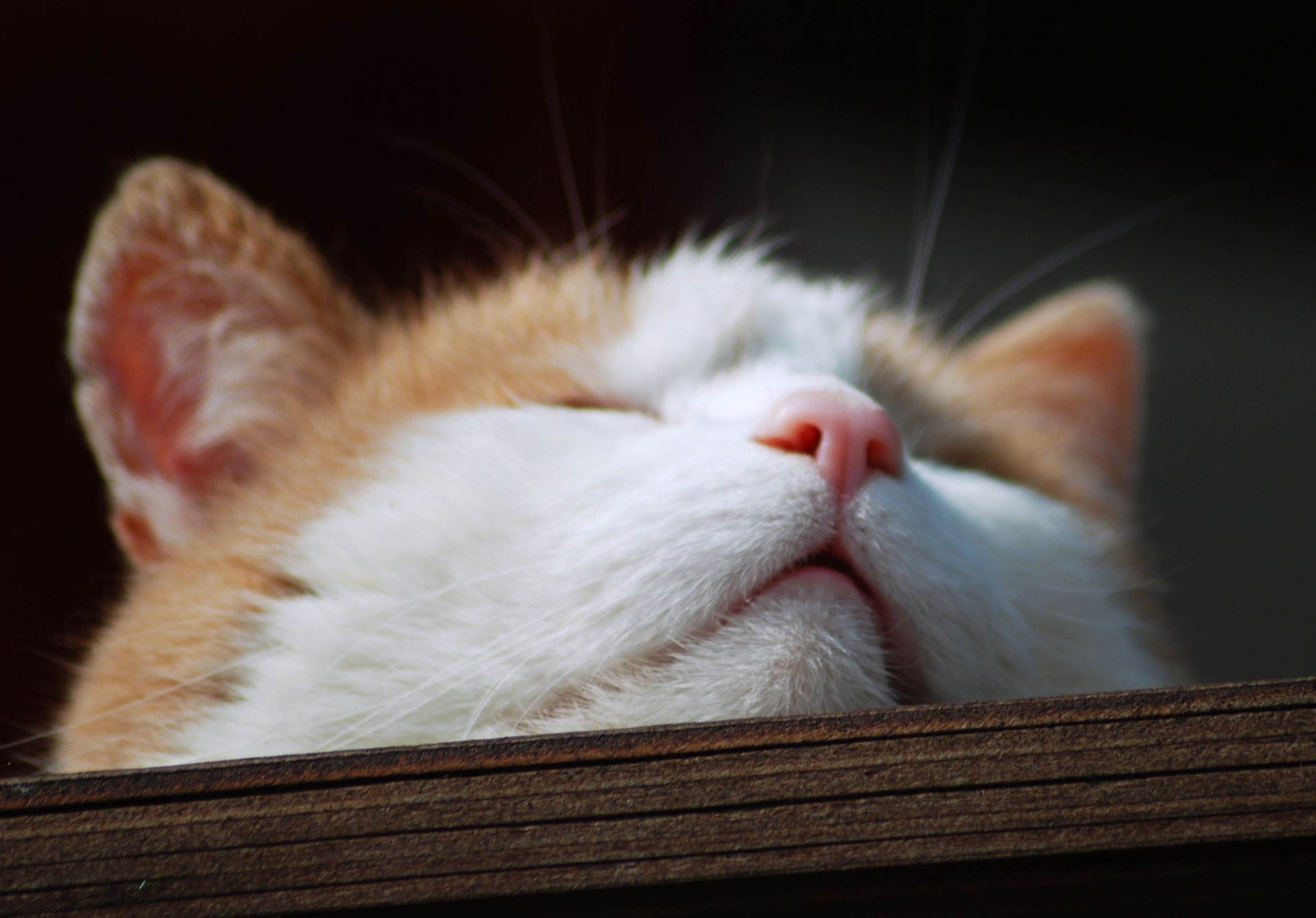 cat muzzle nose wood muzzle cat macro