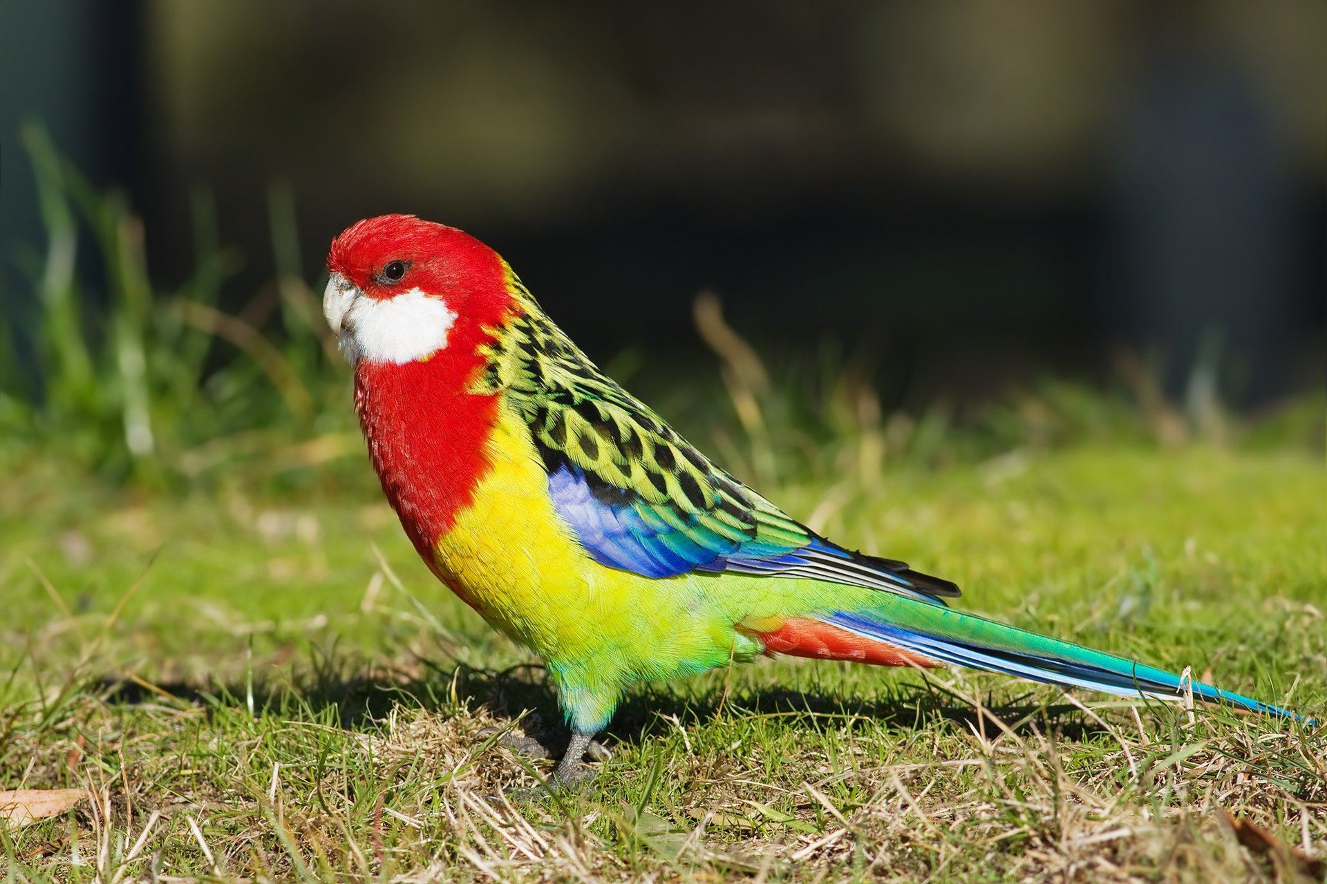 rosella bird parrot