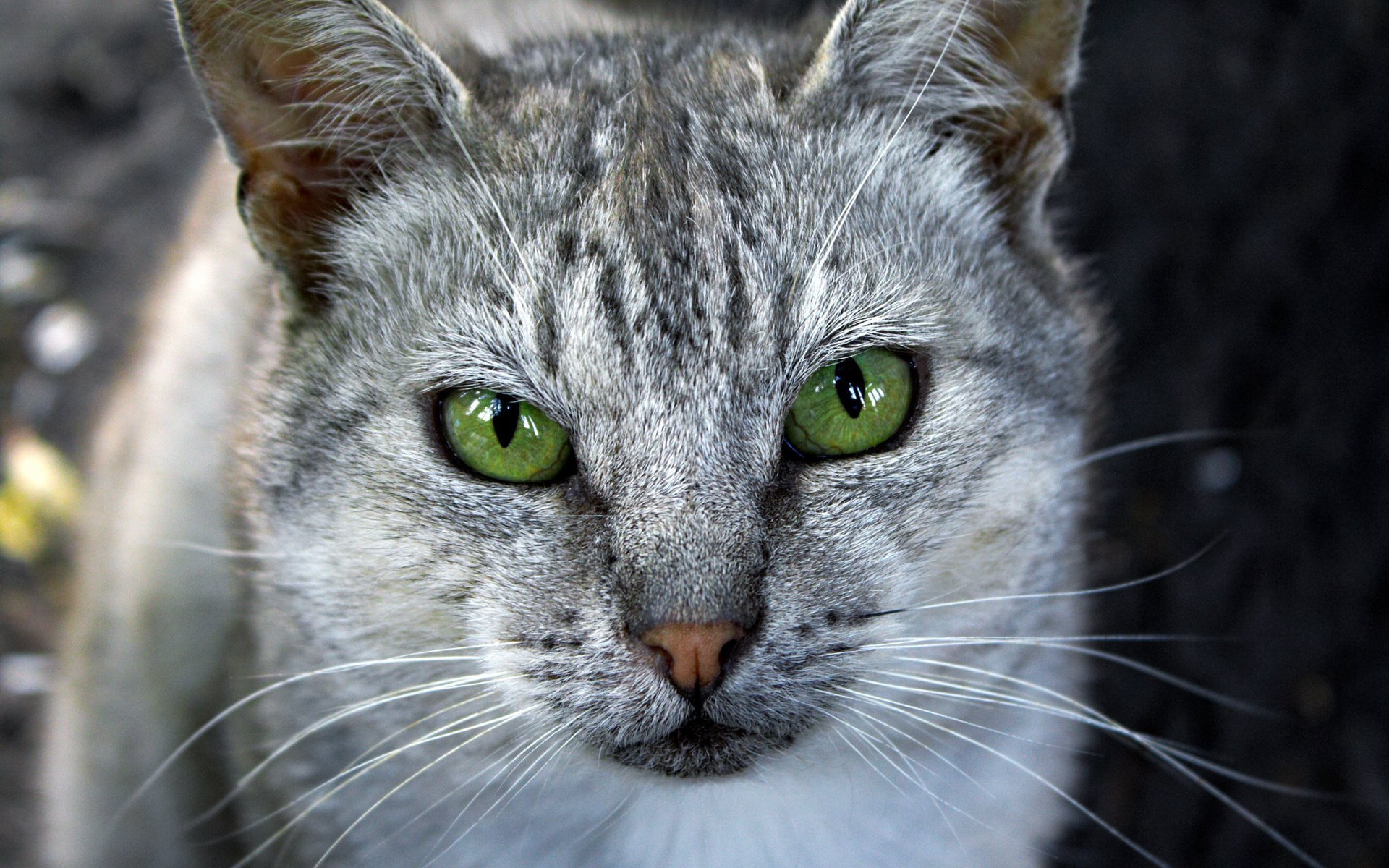 gato ojos gris verde