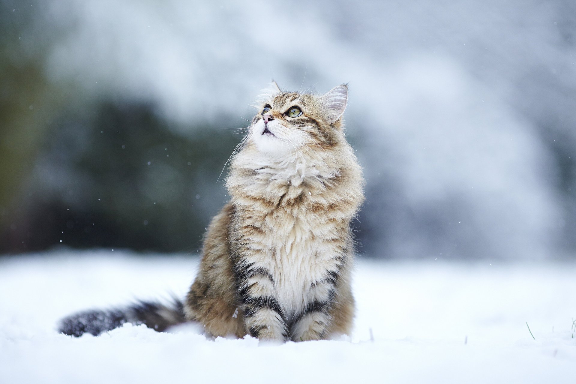 katze aussehen flauschig schnee winter kitty winter schnee katze