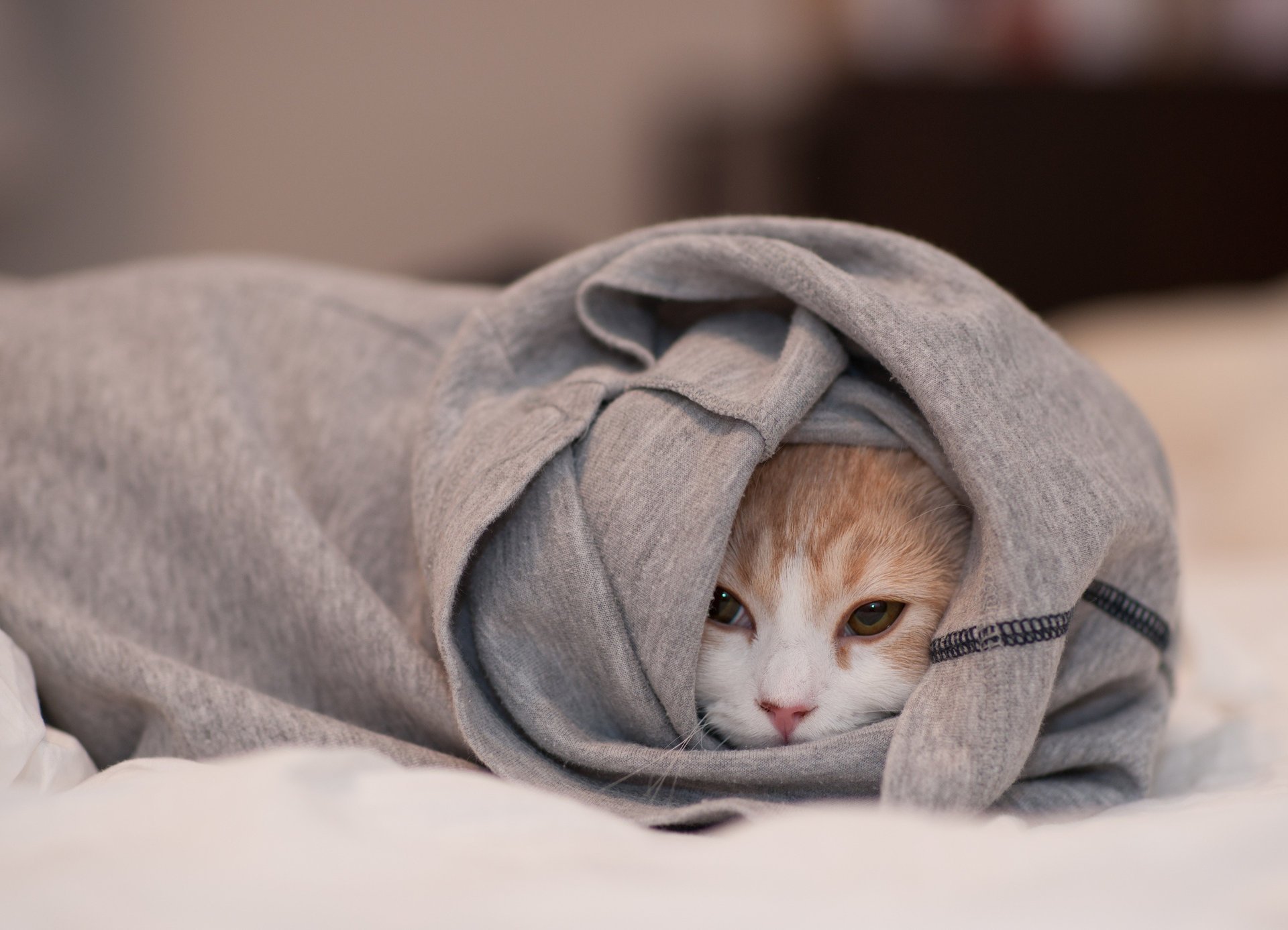 hannah ben torode hid face clothing cat