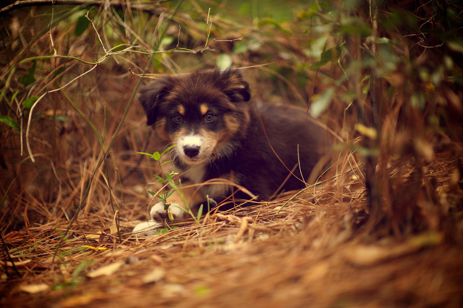 chiot chien plante ridley nature herbe couché