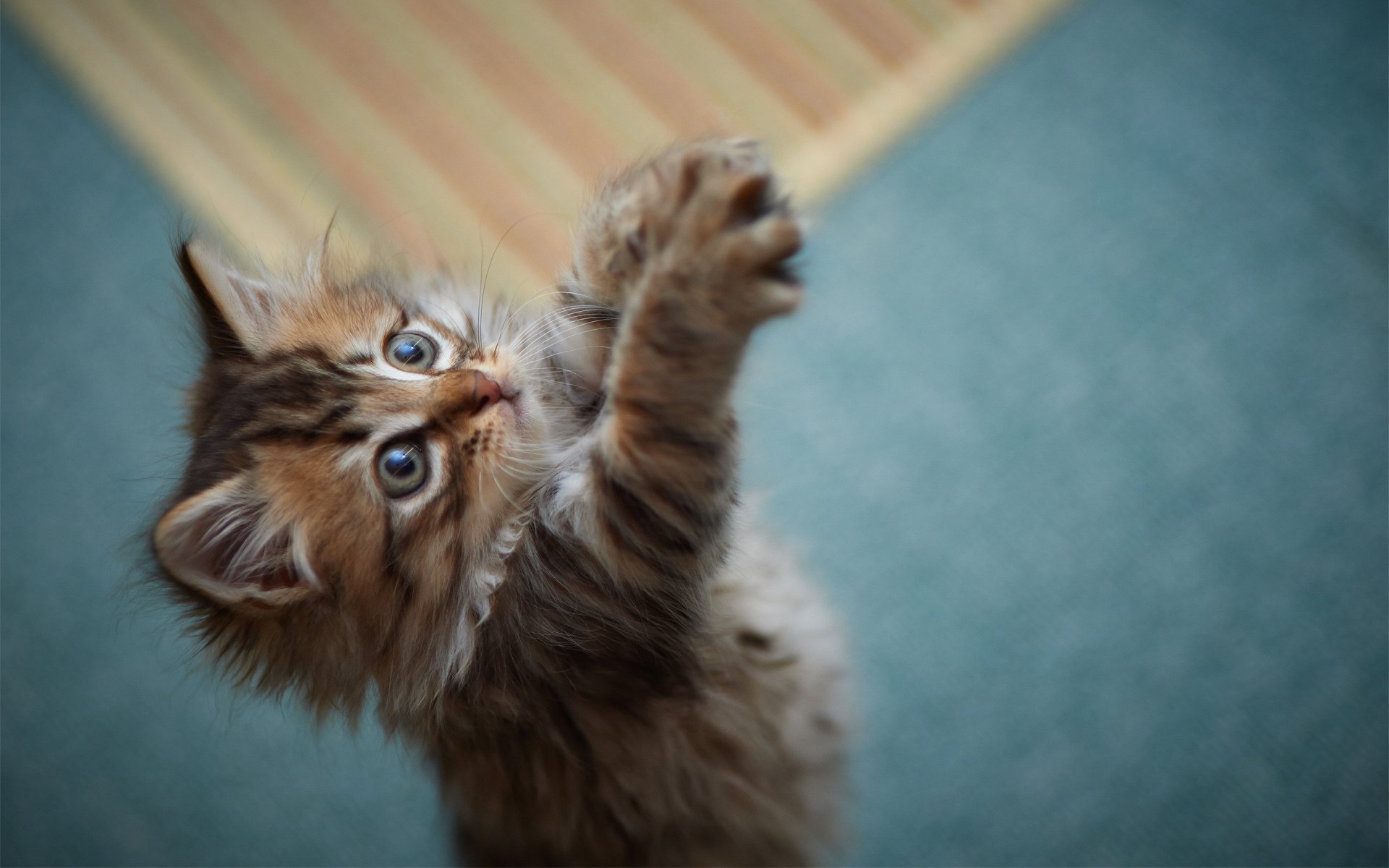 chaton fourrure moelleux pattes jeu