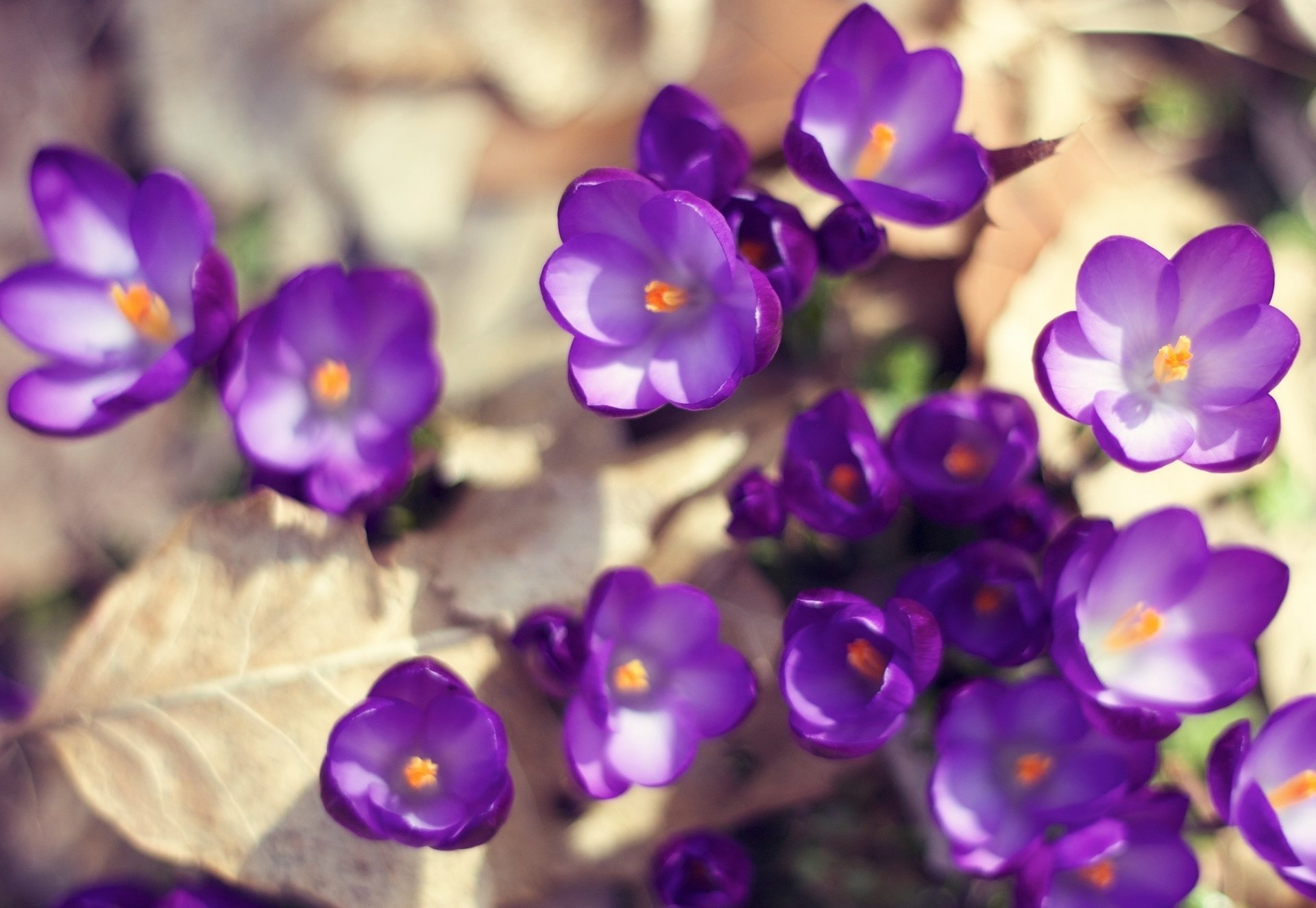 fleurs crocus lumière violet feuilles terre printemps