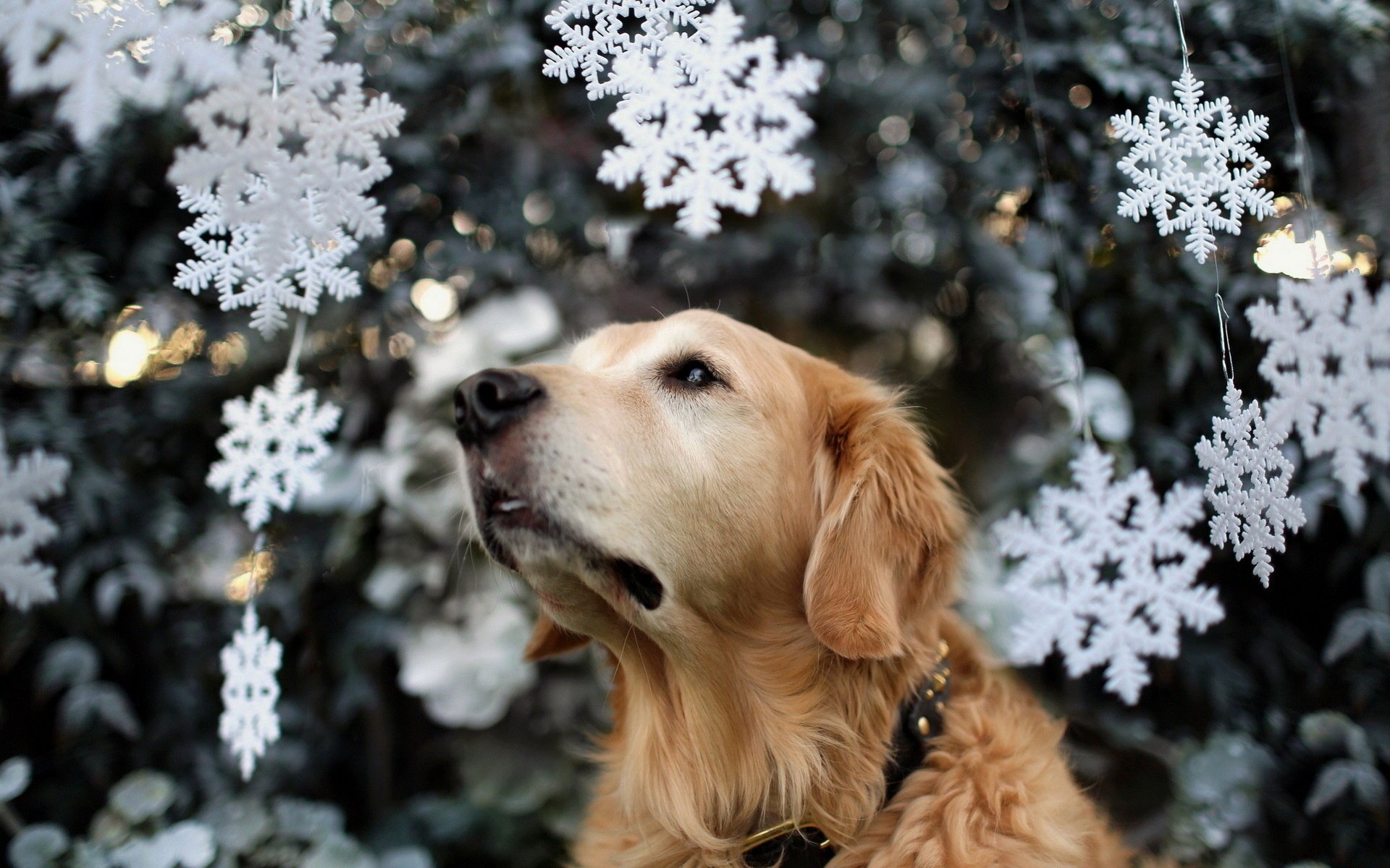 cane vacanza albero di natale