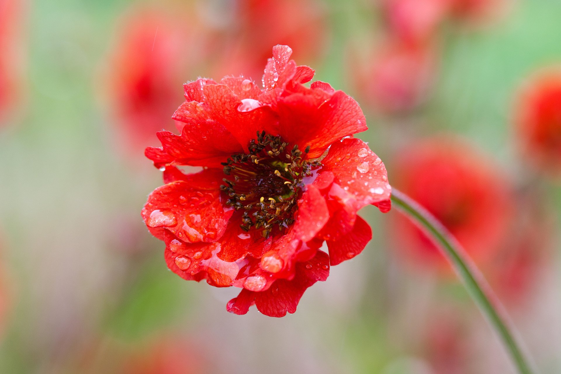 red blur flower petals drops macro