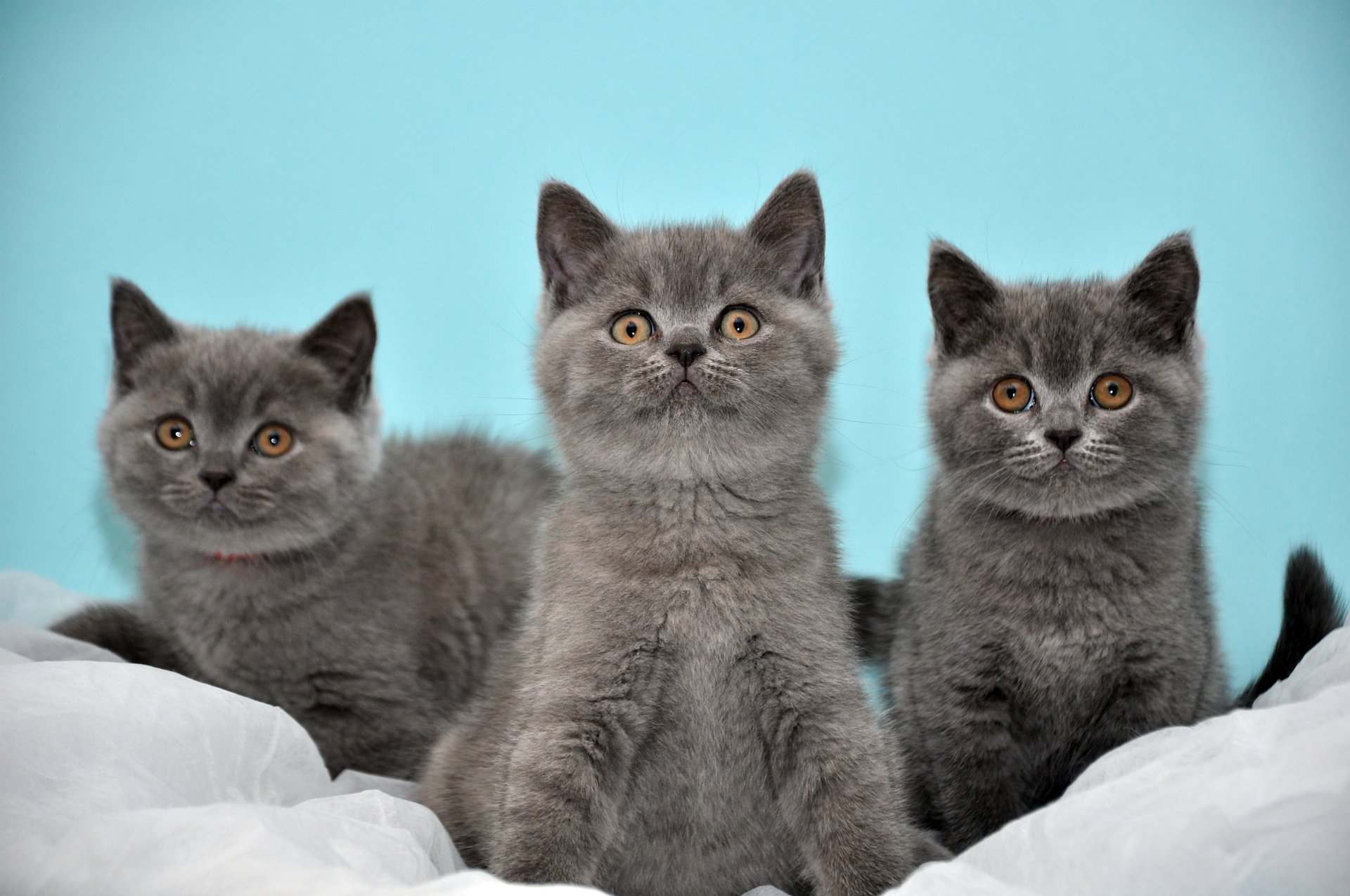 cats british turquoise background three grey kitten