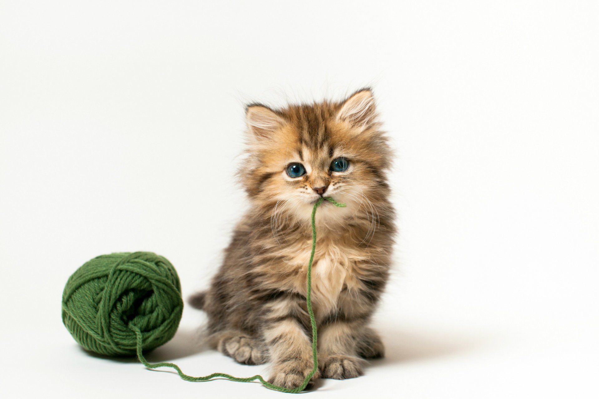 green thread daisy benjamin torode tangle cat kitty