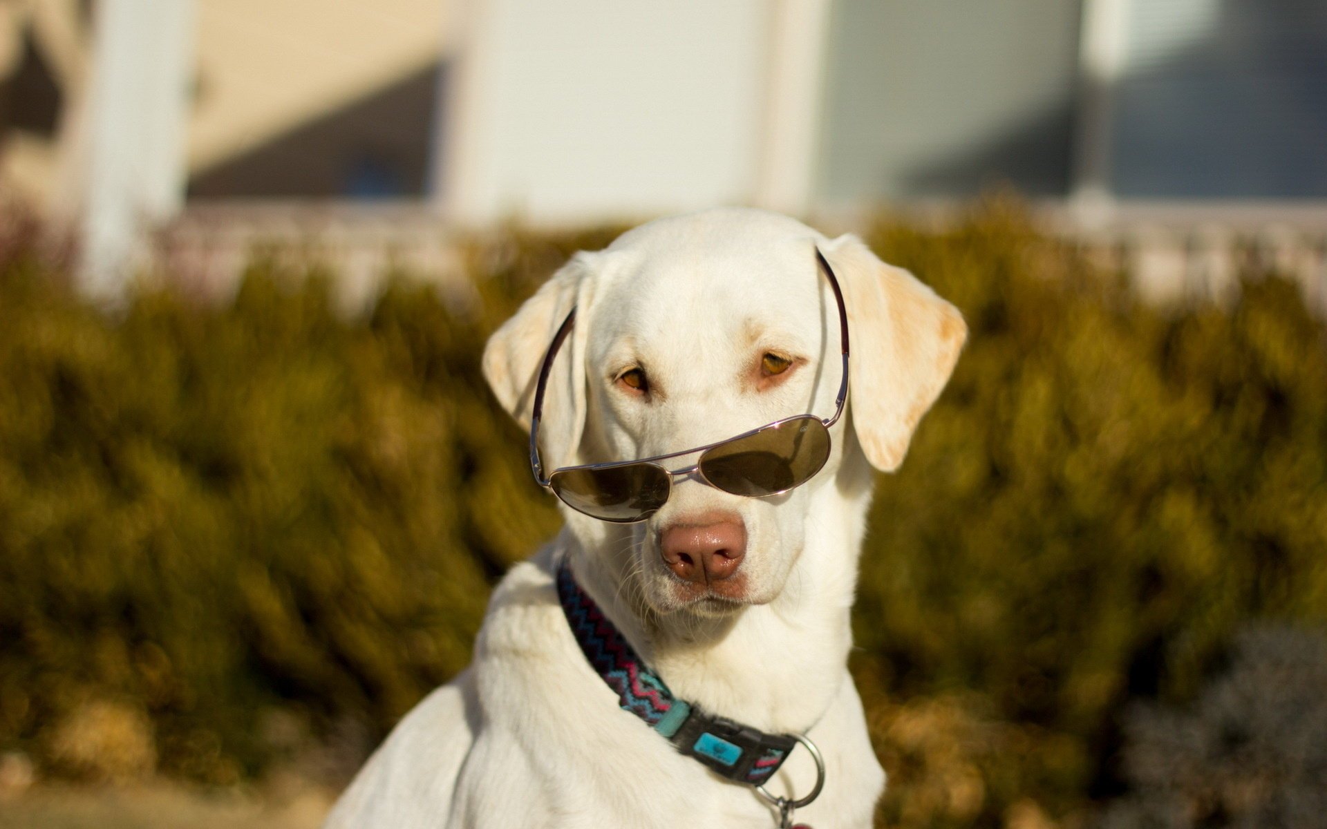 perro gafas amigo