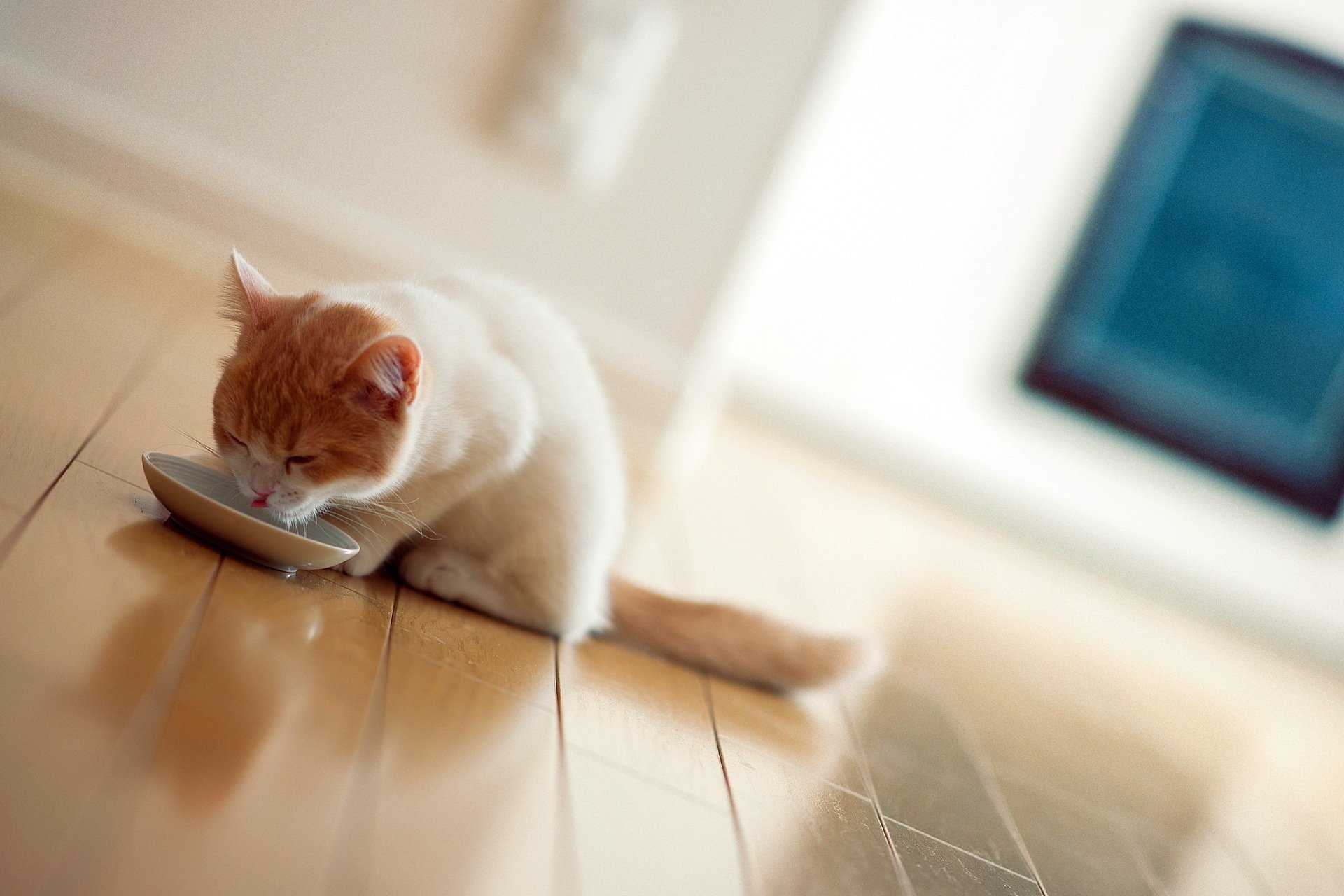 chat torode petit déjeuner