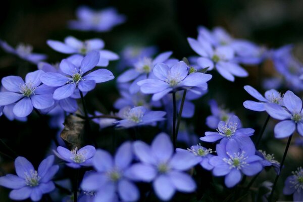 Lots of little purple flowers