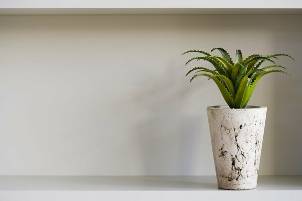 Aloe in a white pot on the shelf