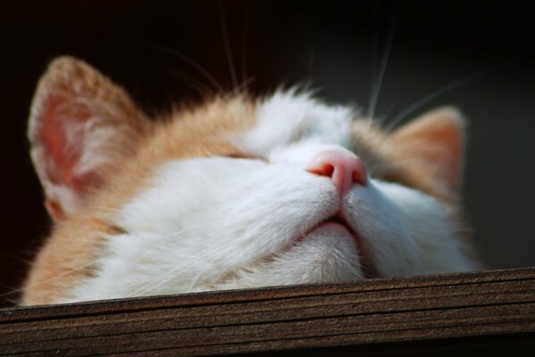 A sleeping red-and-white cat with a pink nose