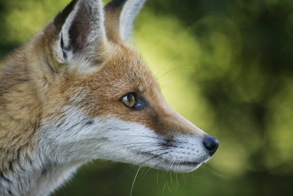 Fox cub s muzzle in profile on a green background