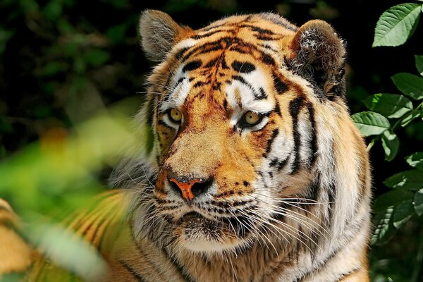 Der Amur-Tiger beobachtet mit starrem Blick