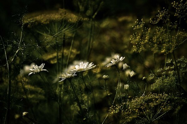 Marguerites et verts sur fond noir