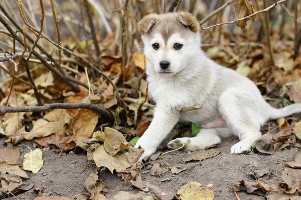 Chiot dans les feuilles d automne séchées