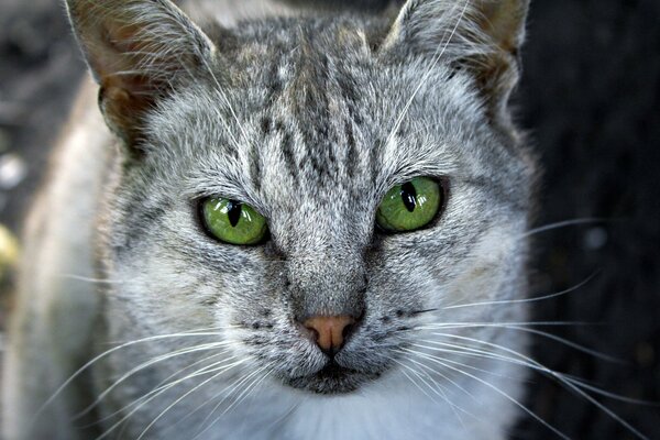 Helle grüne Augen einer grauen Katze