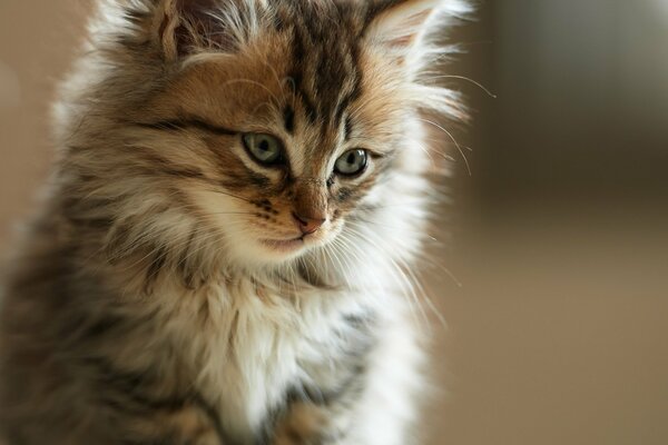 Cute muzzle of a fluffy kitten