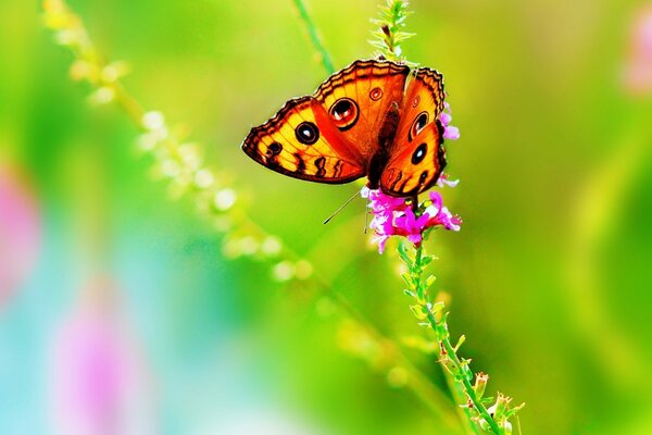 Butterfly and flower in the wild