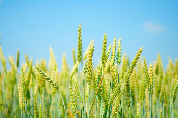 Green ears in a field against a blue sky