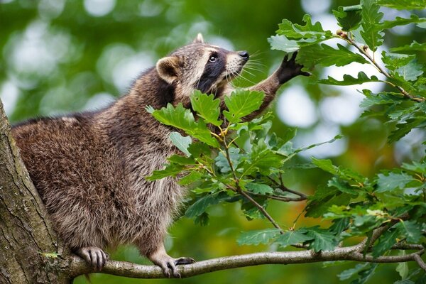 Der Waschbär beschloss, die Eiche nach Geschmack zu probieren