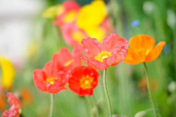 Fleurs sauvages coquelicots orange rose rouge