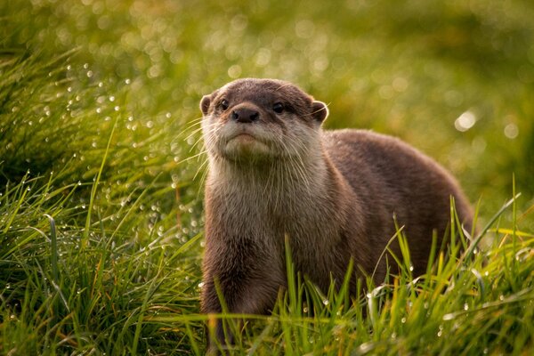 Loutre au milieu de l herbe humide du matin