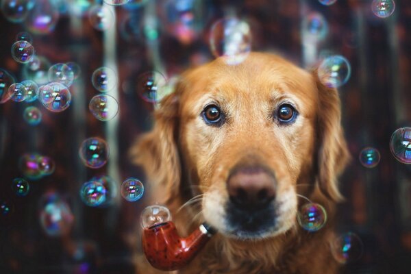 Perro adulto juguetes para adultos