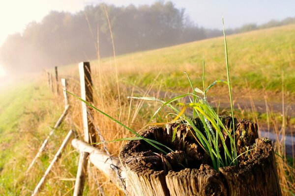 Campo verde al sole con recinzione in legno