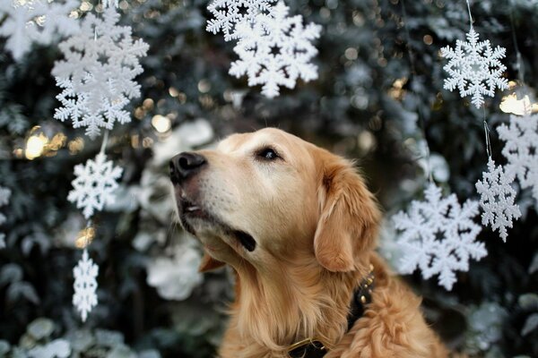 Dogs also have a Christmas fairy tale and a Christmas tree