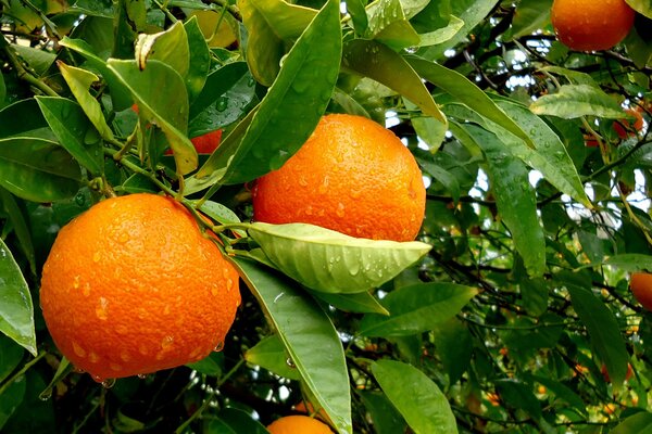 Oranges juteuses sur l arbre après la pluie