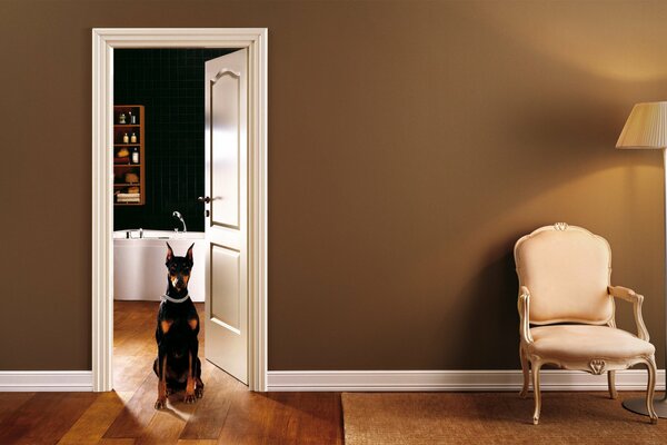 Intérieur de la chambre avec un chien